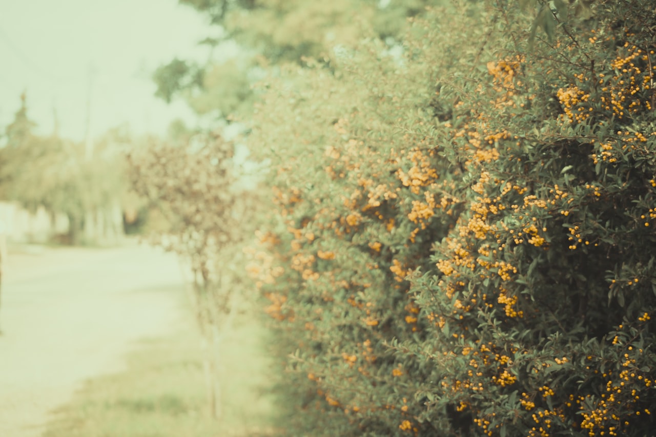 Stará, vyblednutá fotografia so žltkastým odtieňom